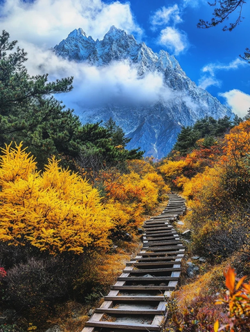 山间木梯通幽处