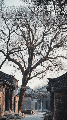 老树古巷