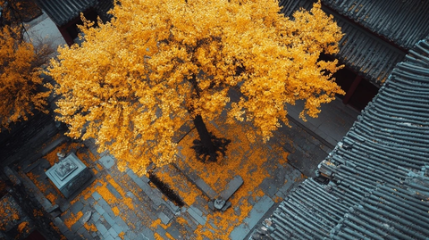 古建筑中的金黄银杏树鸟瞰全景