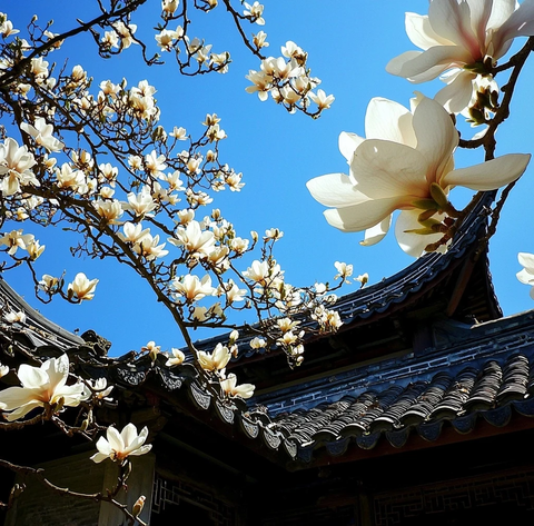 古建筑背景下盛开的玉兰花