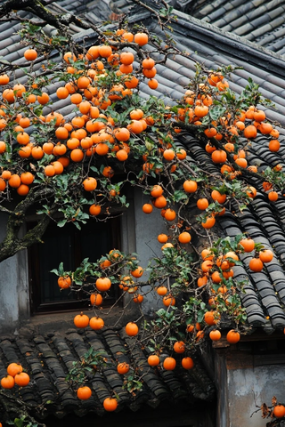 屋顶上结满果实的柿子树