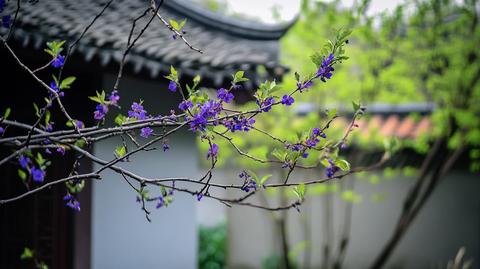 古建筑前盛开的紫色花枝