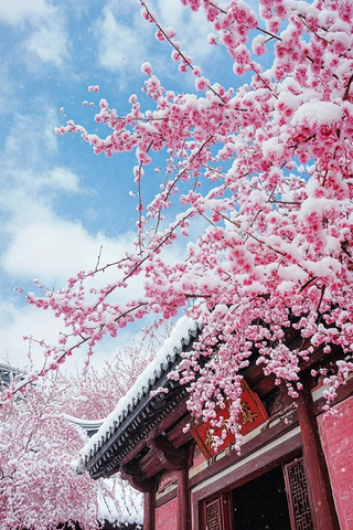 古建筑旁盛开着被雪覆盖的粉色花朵