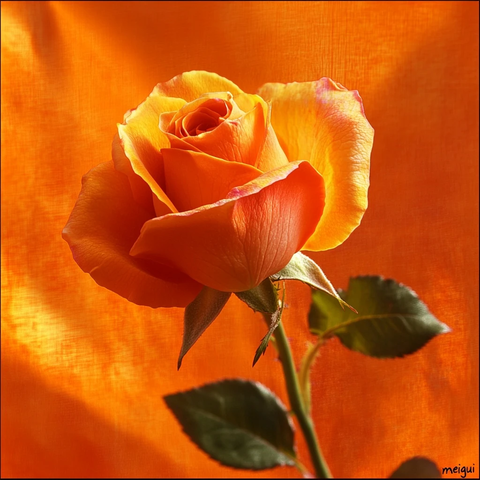 橙色玫瑰设计广告图