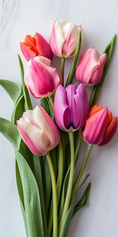 多色郁金香盛开阳光下