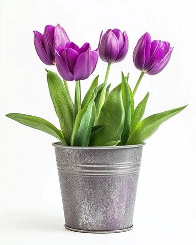 紫色郁金香铁皮花盆