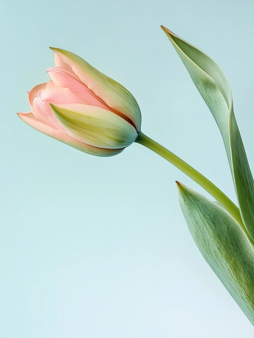 蓝底粉红郁金香花苞