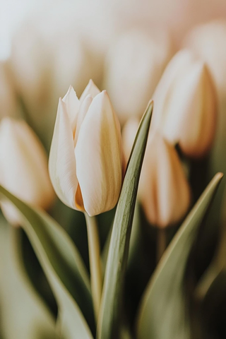 初绽的郁金香花蕾