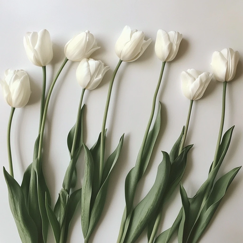 白色长茎弯曲郁金香