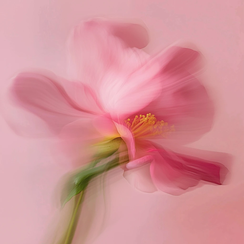 粉色玫瑰茉莉特写