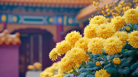 古建筑旁盛开的大片黄色菊花
