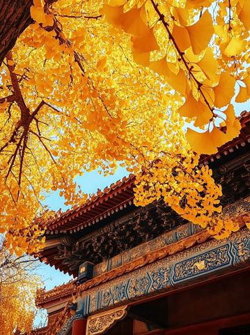 古建筑与金黄银杏相映成趣的景致