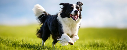 边境牧羊犬奔跑草地