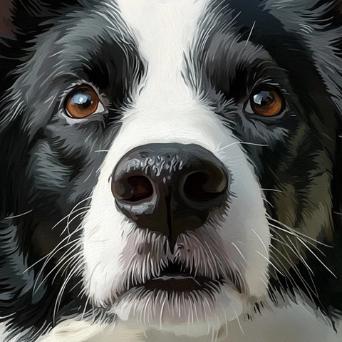 边牧犬噘嘴卡通画