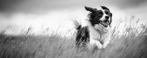 狗奔跑在夏季草地