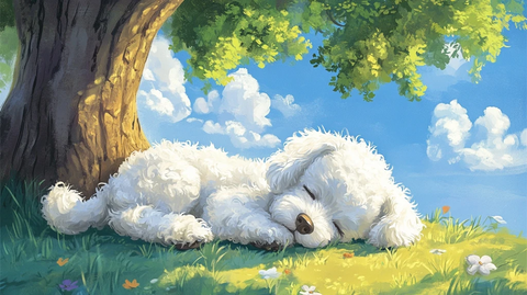 白毛贵宾犬树下安睡