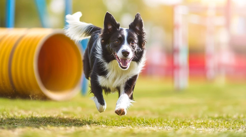 边牧穿越障碍跑道瞬间