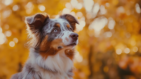 红斑牧羊犬秋叶背景