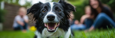 家庭花园中的快乐狗狗