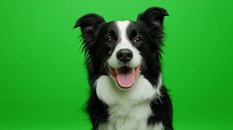 边境牧羊犬单只肖像