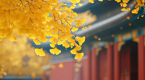 古建筑旁金黄银杏叶特写