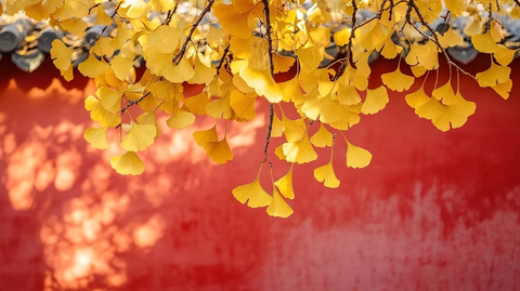 红墙背景下的金黄银杏枝叶特写