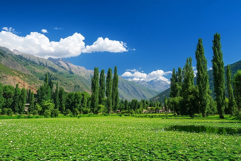 翡翠草地自然美景