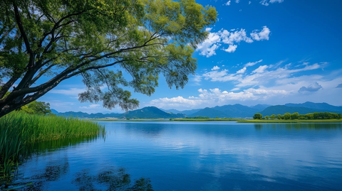 天空云水树蓝天海洋阳光
