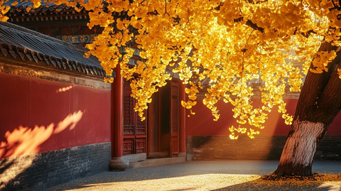 红墙旁银杏树下的古雅景致