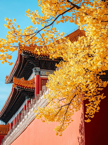 红墙黄瓦建筑旁的银杏树