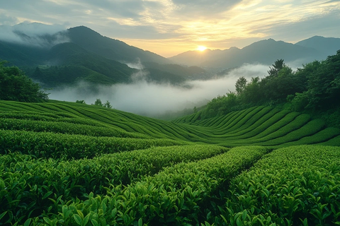 茶园晨光鸟瞰长景
