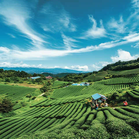 农民耕地天空蓝