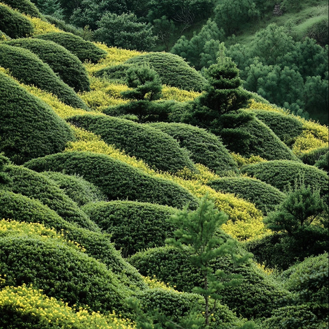 山坡景观与灌木丛布局