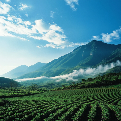 山脚云雾土豆田