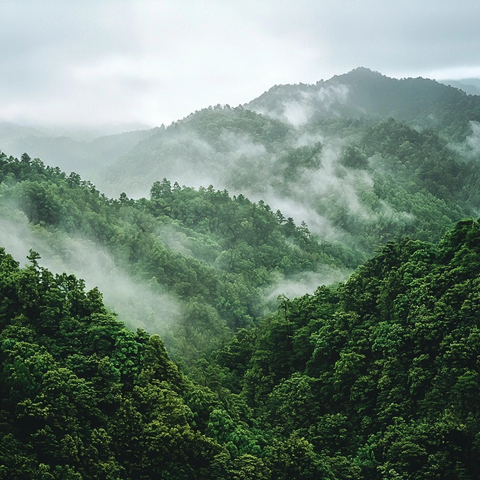 雾林与远山