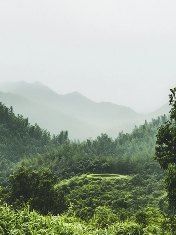 白雾森林宁静绿意