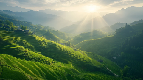 梯田稻谷阳光照射