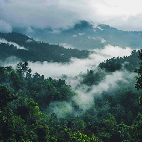 雨林雾气缭绕