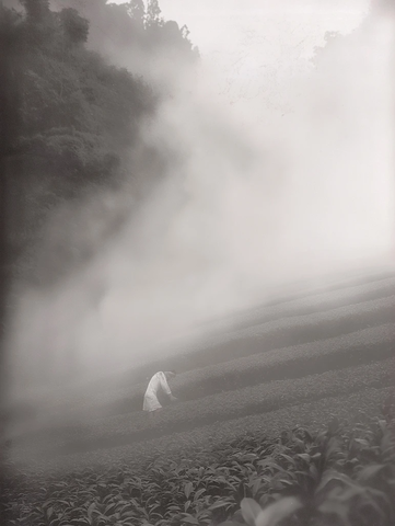 雾中山茶园晨光