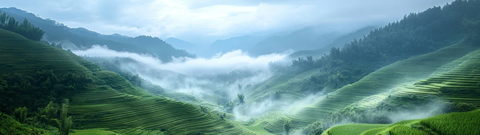 山坡梯田晨雾缭绕