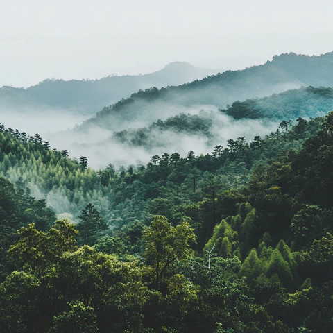 冷风森林清新空气