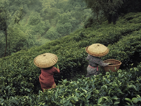 茶园采摘竹篮装茶叶