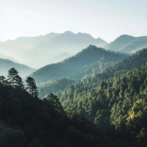森林山脉晨光景观
