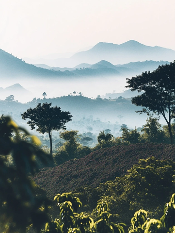 咖啡豆红紫果实在树