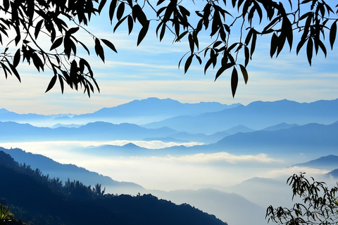 山巅云雾枝叶垂挂