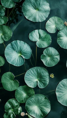 水面上浮叶萍叶片