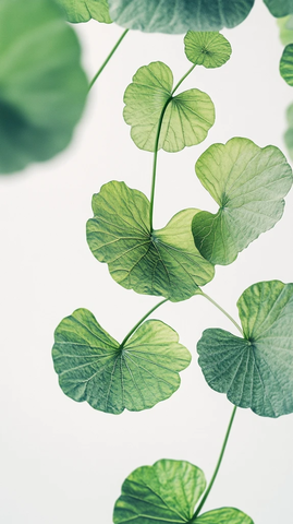 白背景中叶草宽景拍摄