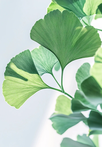 银杏叶细节特写