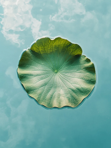 莲叶池塘天空背景