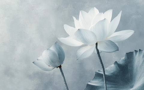 莲叶莲花轻柔光影